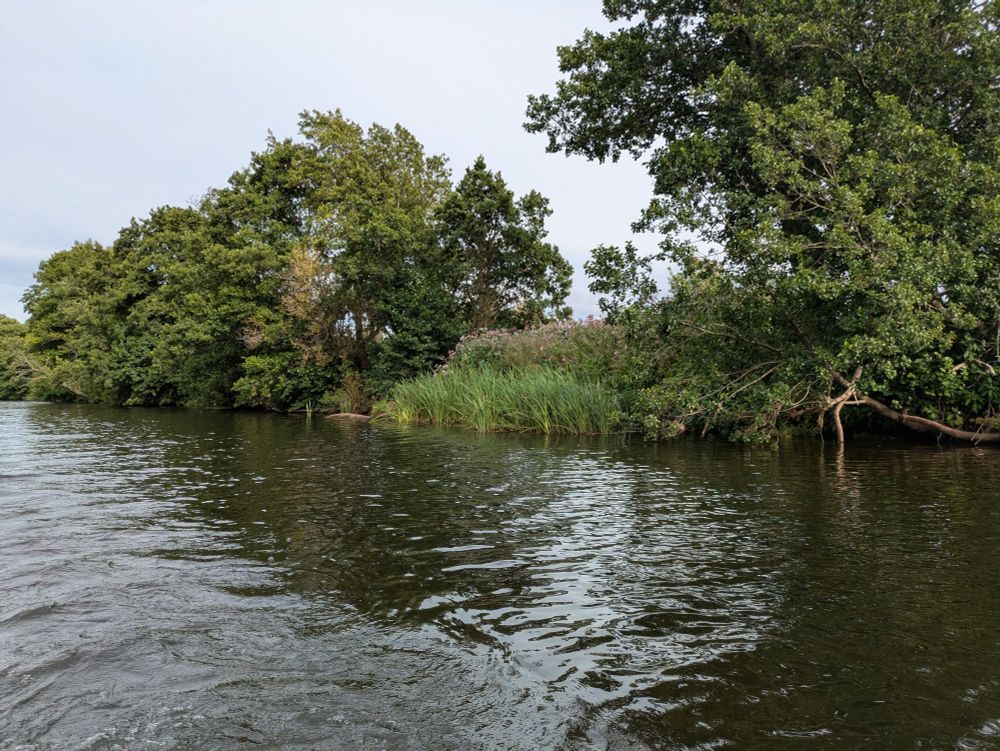 View of the riverbank, reeds and trees rise up from the water 
