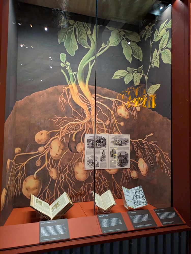 A display about potatoes. A number of exhibits used illustrations from/inspired by the objects to bring a bit more colour to their cases which was a nice touch.