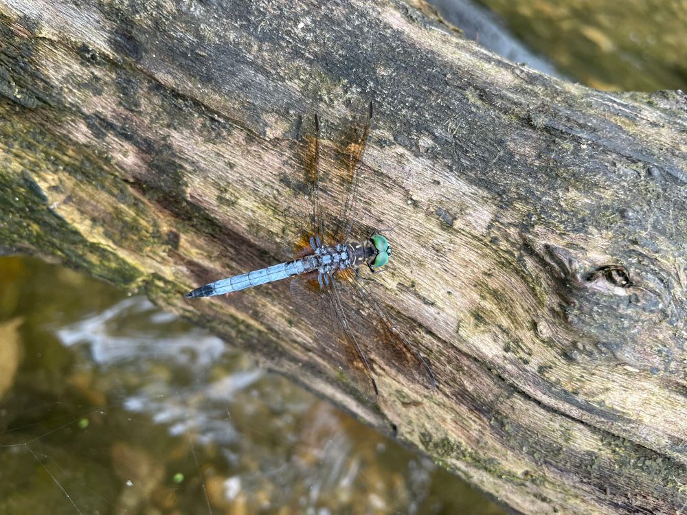 A bright blue butterfly with a green head and four wings sits on a log.