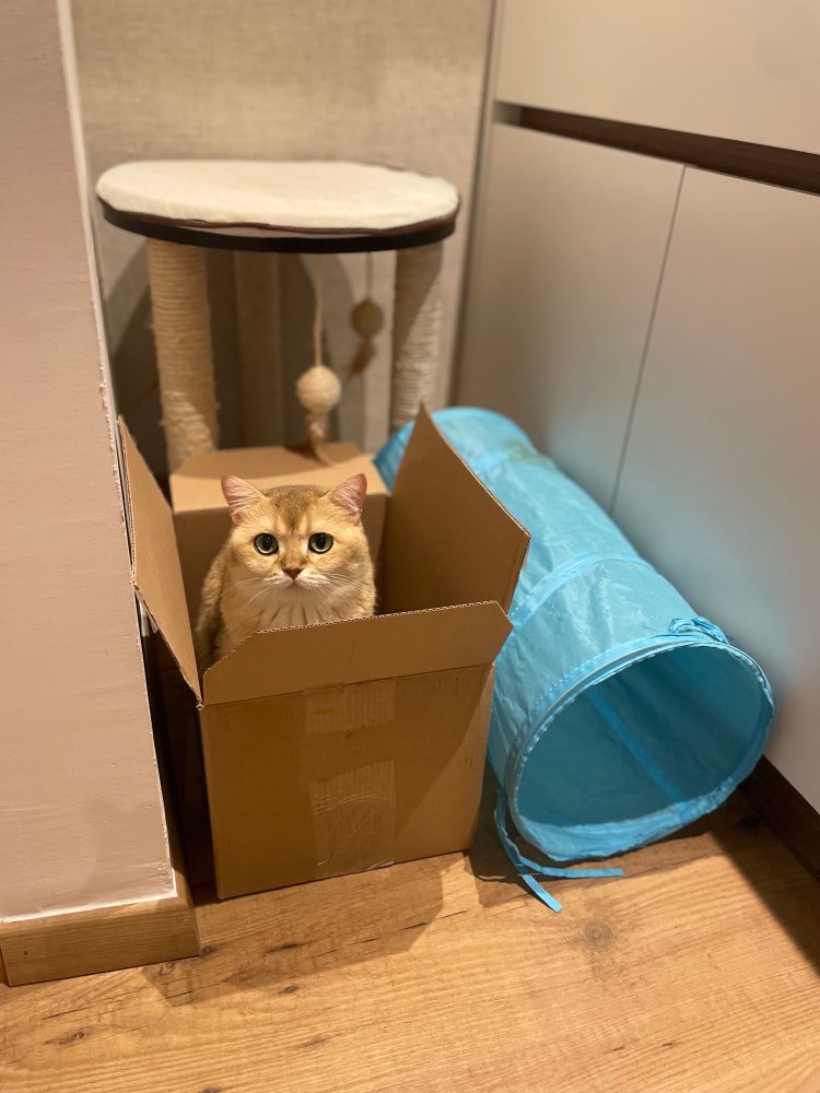 British shorthair golden cat inside a cardboard box