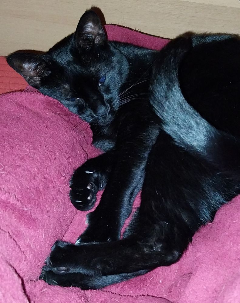 Schwarze Katze liegt auf roter Decke und schaut müde Richtung Kamera