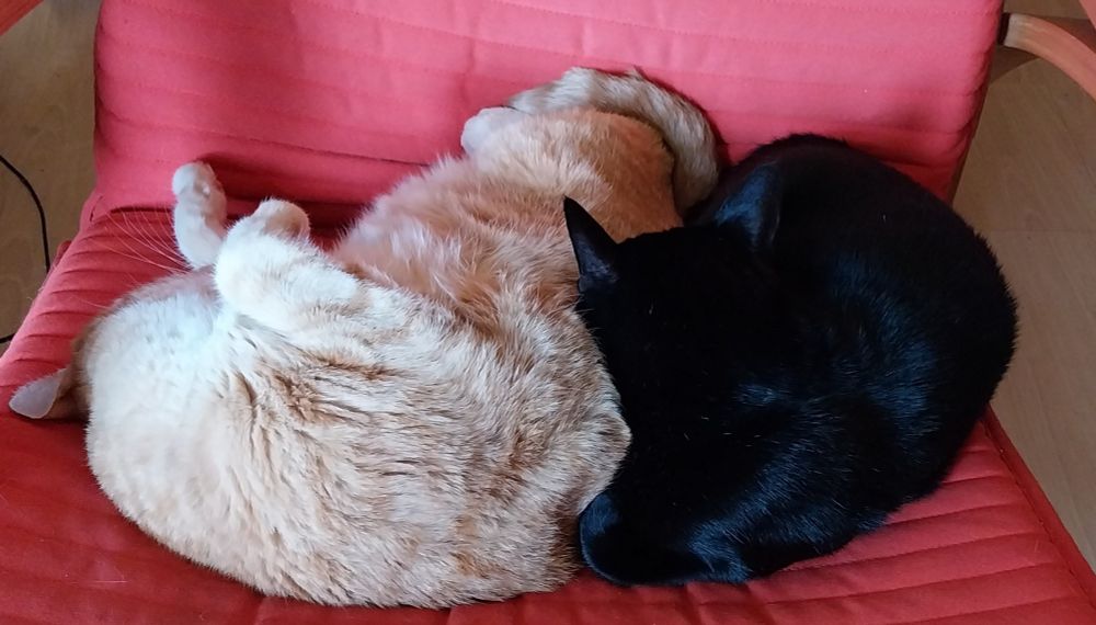 Eine rote und eine schwarze Katze schlafen kuschelnd auf einem roten Sessel.