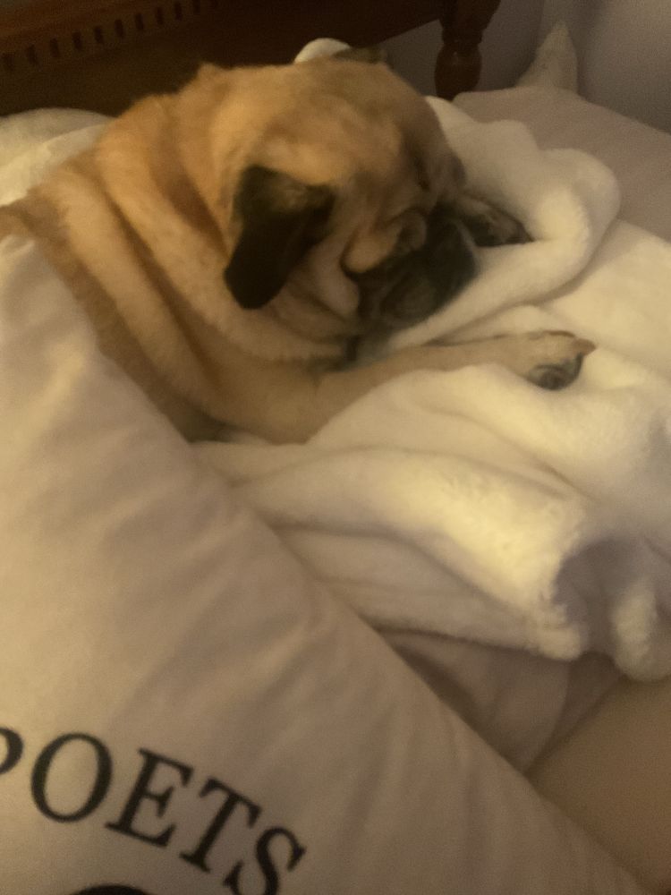 A sleeping pug.