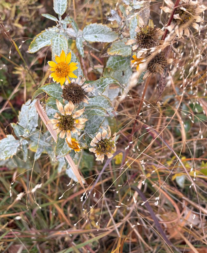 Dying sunflower type flower surrounded by brown grasses