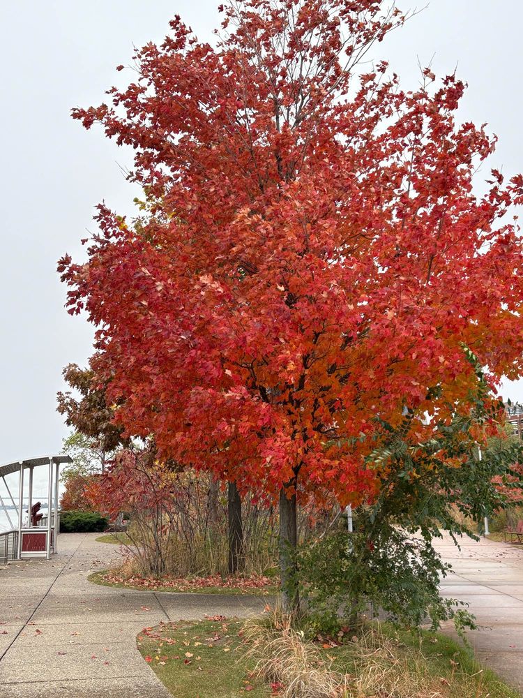 Red leafed tree along walking path