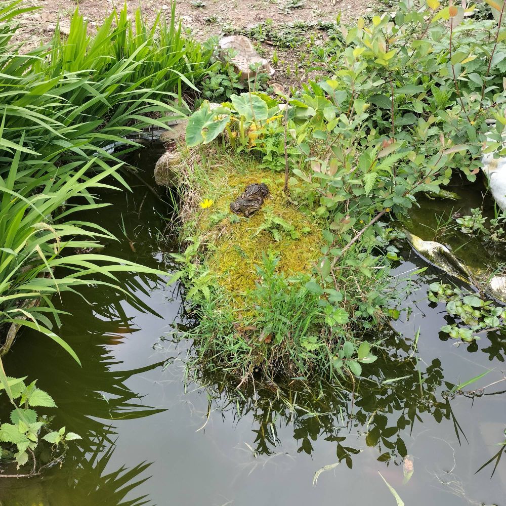 Dos ranas en un estanque