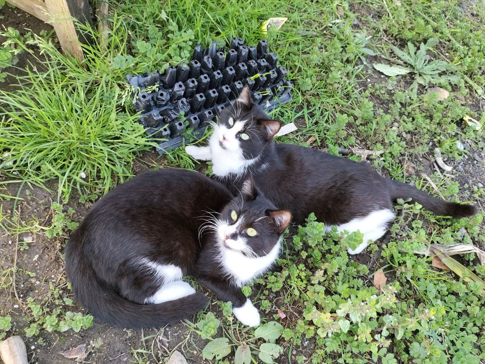 Dos gatos blancos y negros llamados Mortadelo y Filemón están sentados en la hierba juntos
