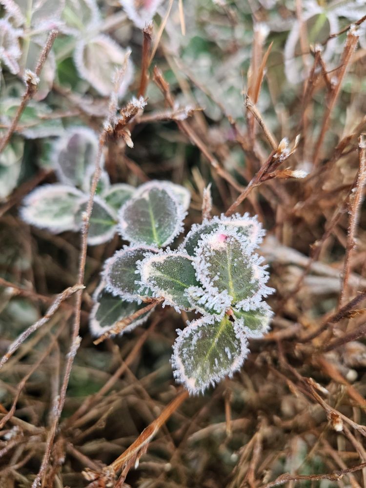 Kleine Blätter mit rauhreifkränzchen