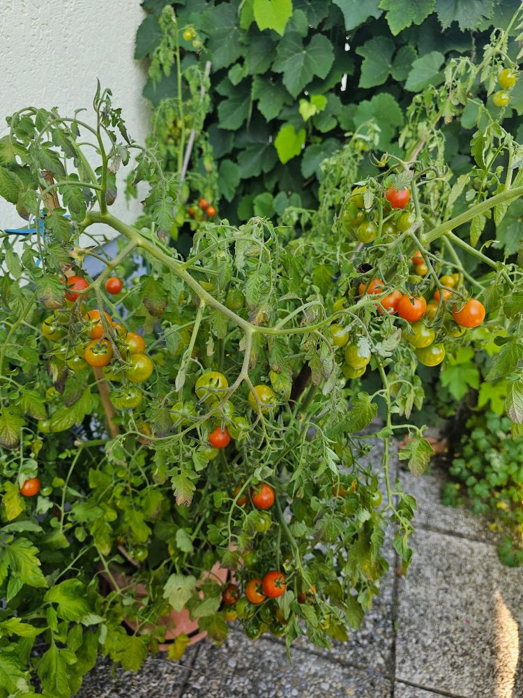 Kirschtomatenstaude 