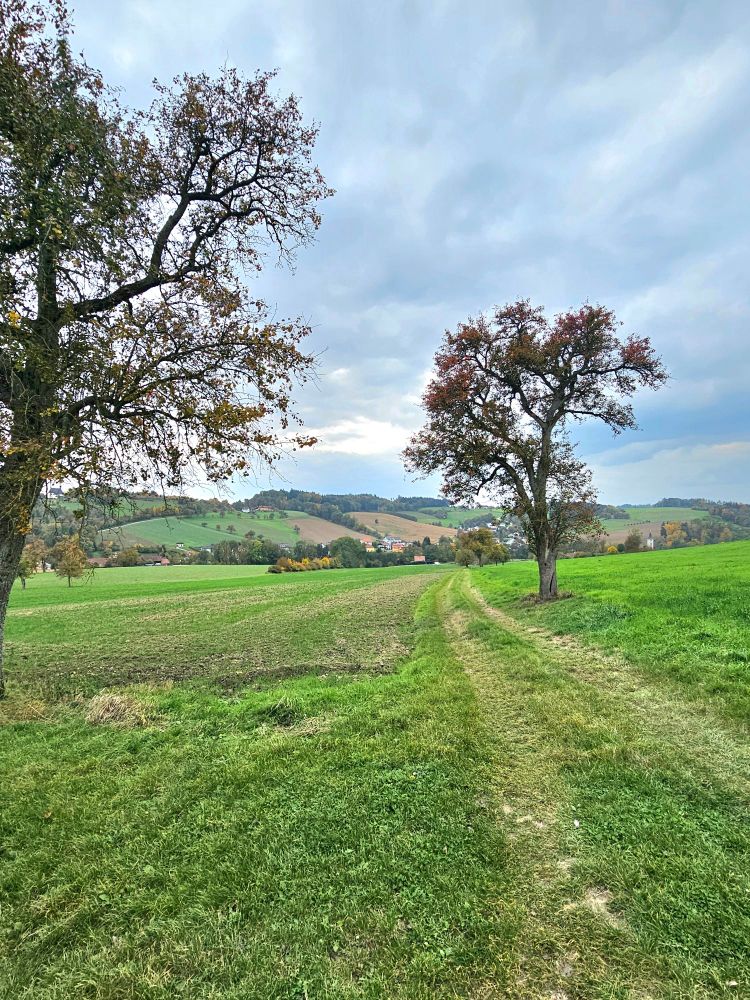 Landschaft.wiesenweg, rechts ein Baum, links im Vordergrund Teil von Baum
