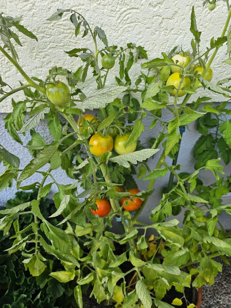 Tomatenstaude