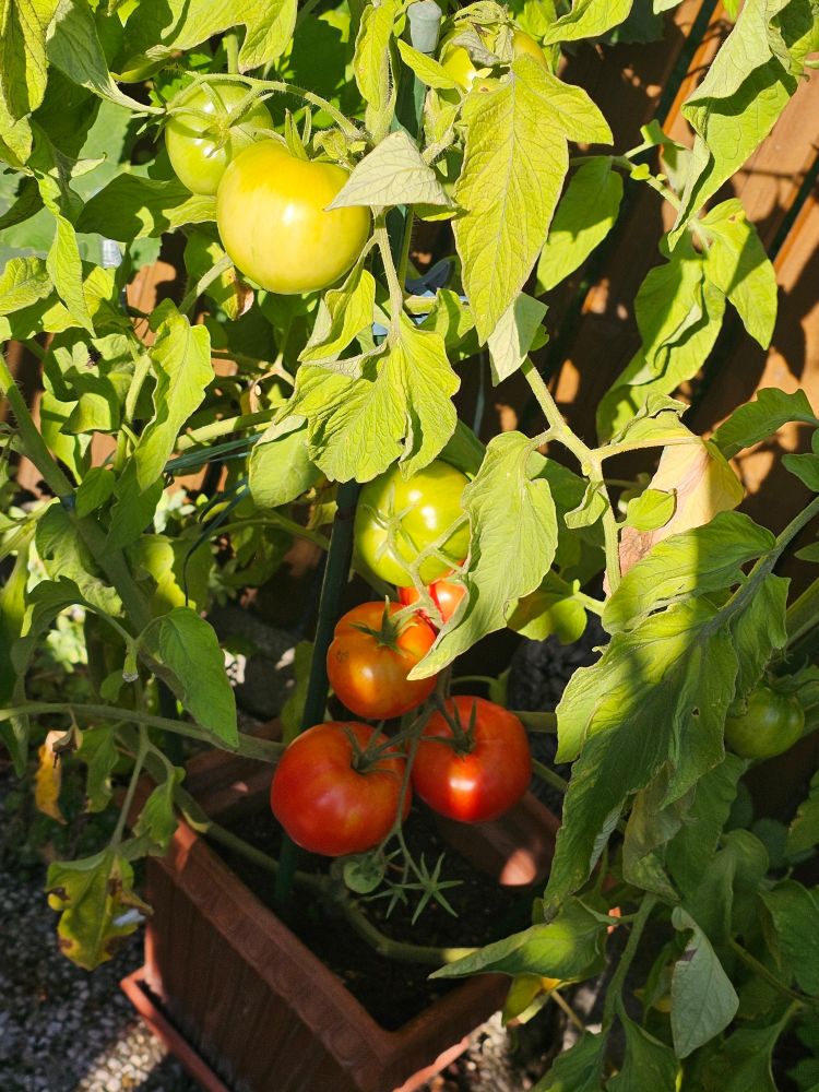 Tomatenstaude
