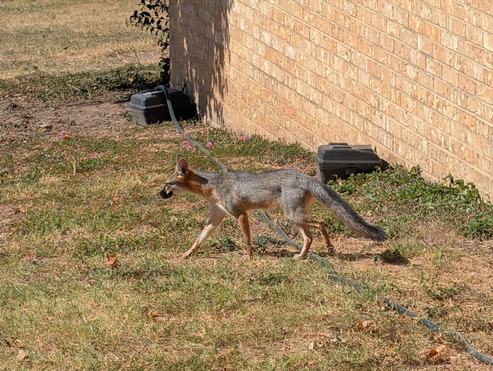 A grey fox in an urban environment 