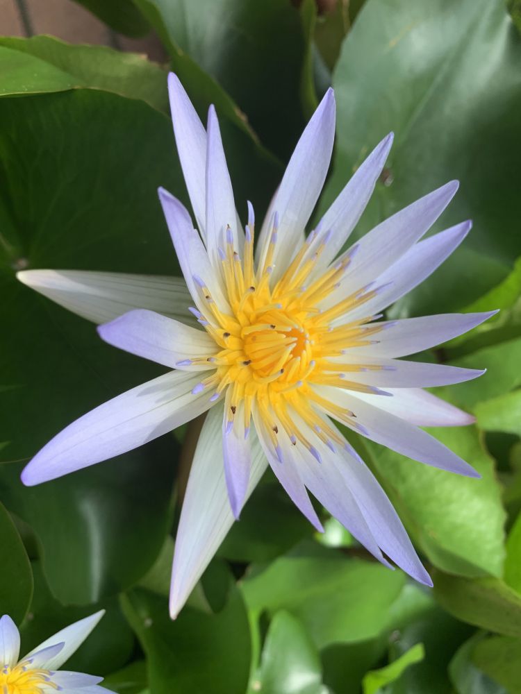 ブルックリン植物園の神聖な青いユリ
