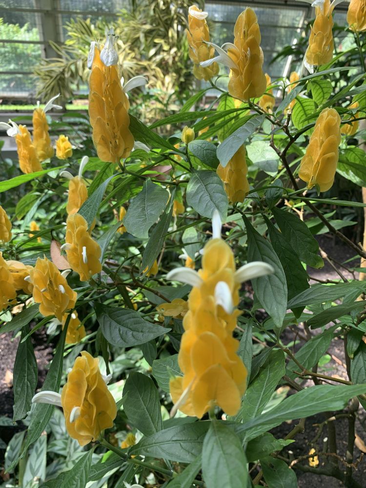 ブルックリン植物園のロリポップの花