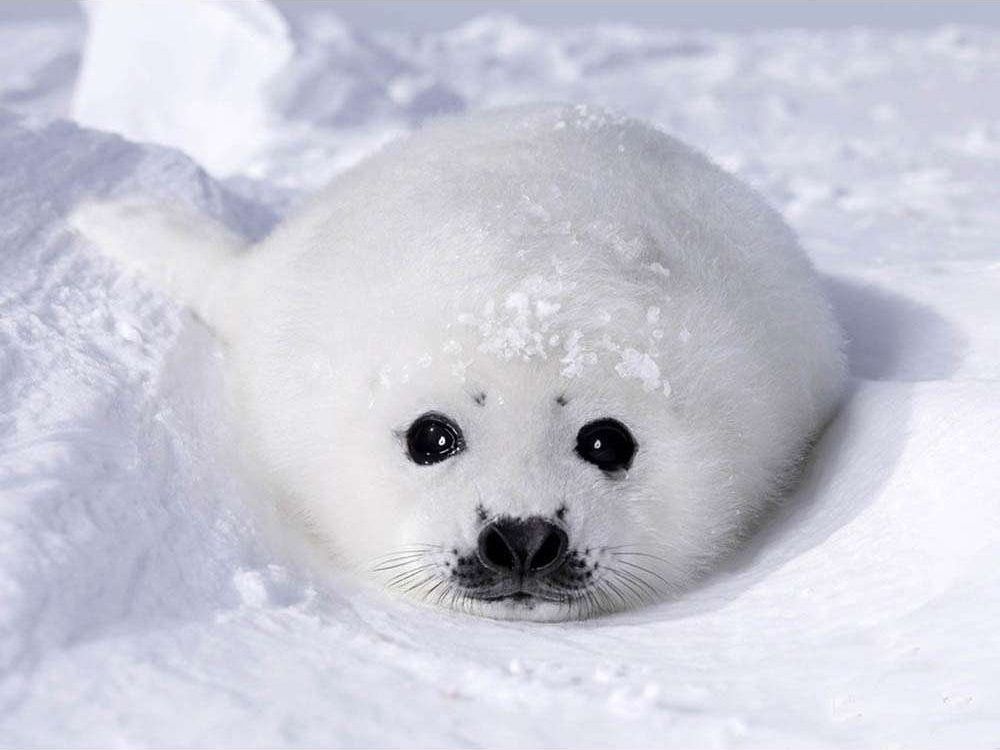 かわいいアザラシの赤ちゃん