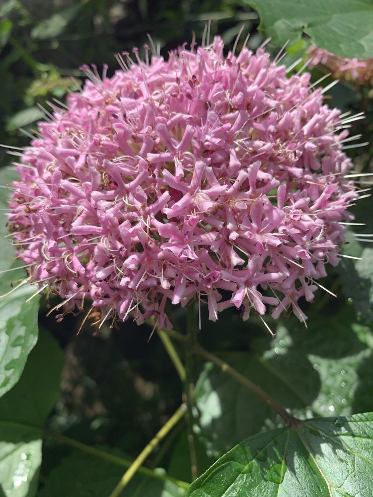 ブルックリン植物園のローズ・グローリー・バワー（横から）