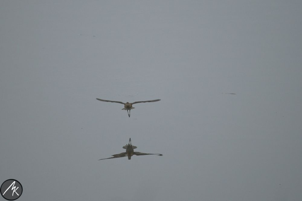 A bird is landing onto water. Bird reflects on almost still grey water. Bird is landing into camera.
