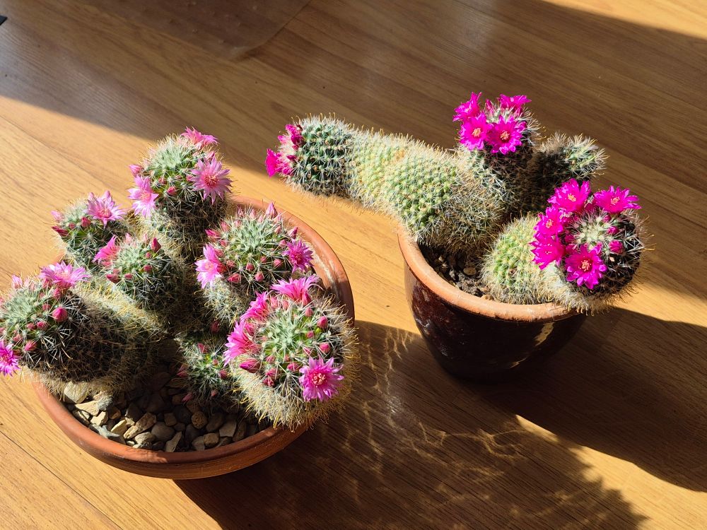 Two round pots of cactuses with pink flowers