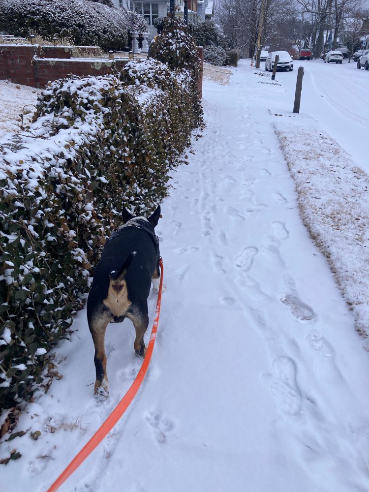 Dog walking in light snow