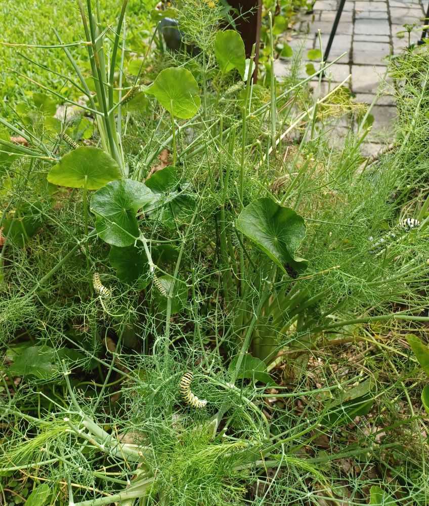 Swallowtail larvae on fennel