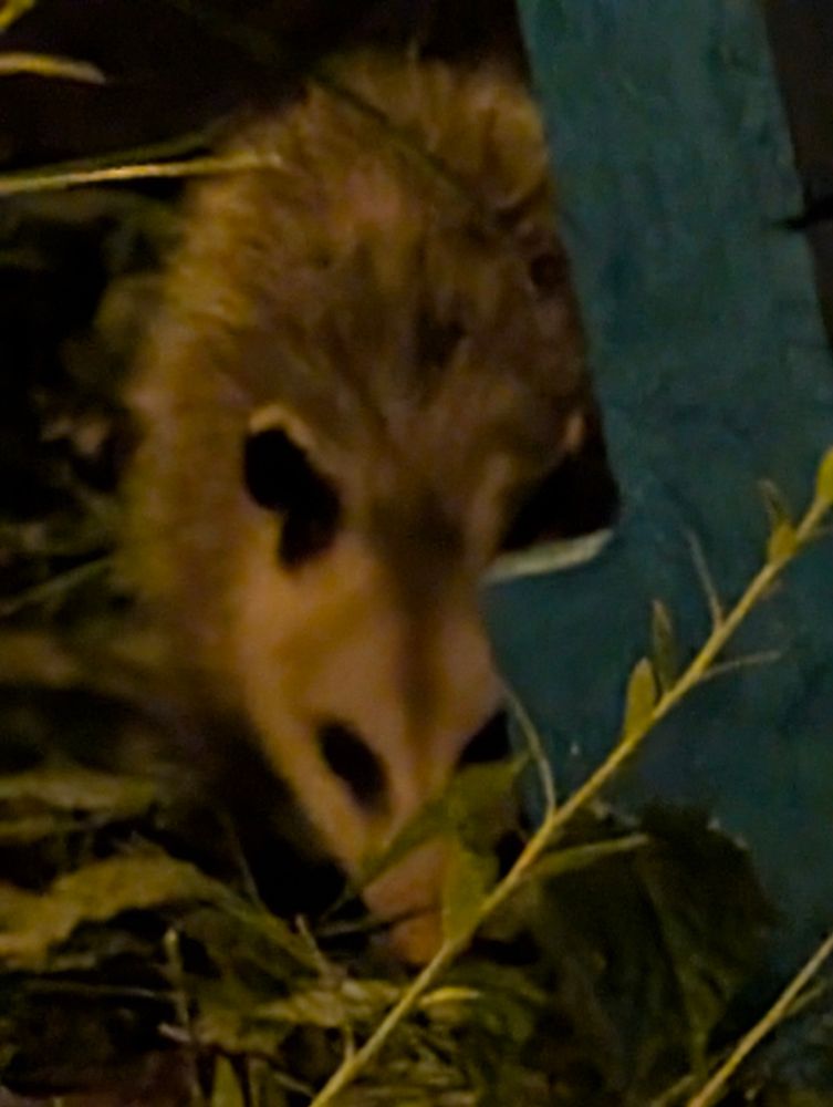 A blurry zoomed in photo of my new Irish garden neighbor, Mr. or Mrs. O'Possum. It's slightly hidden behind the remnants of blueberry bush that's been mangled by rabbits.