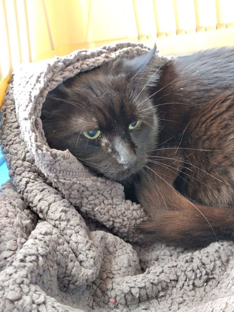 Photo of my black cat Nelson. He has burrowed into the blanket in his carrier in a way that makes it look like he's wearing it like a headscarf