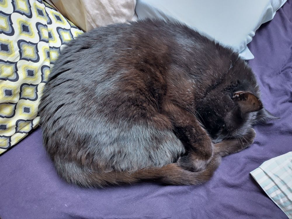 A photo of the same black cat, this time photographed from above, curled up very tightly.