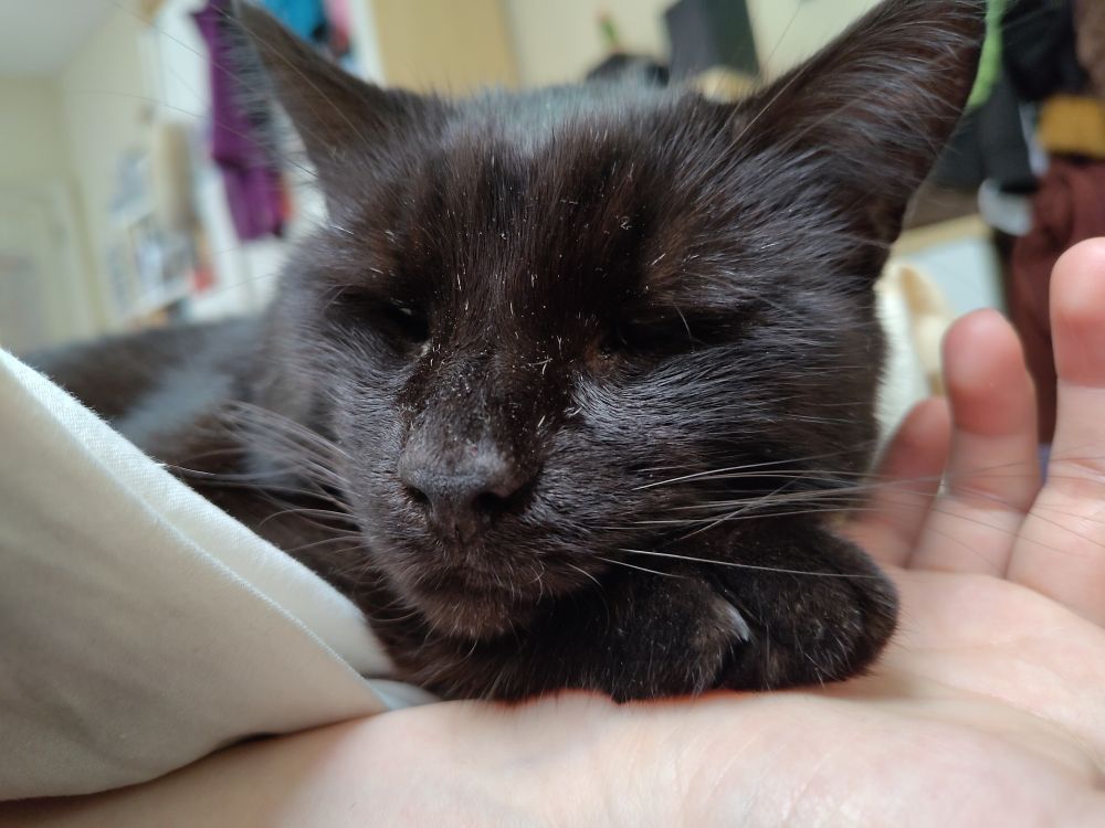 A close-up photo of a snoozing black cat. His head is resting on his paw, which in turn is resting on a person's palm.