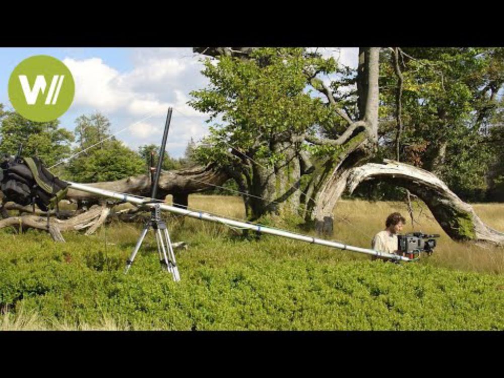 Bayerns neue Wildnis - Der Bayerische Wald  | Europas Urwälder, Folge 1