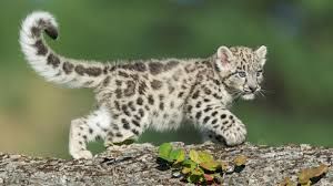 📷 Snow Leopard Cub, by gnagel / Getty Images