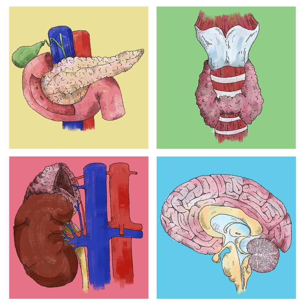 A set of four hand-drawn anatomical illustrations, each framed in a square with different background colors. The top left shows the pancreas with surrounding blood vessels and the gallbladder. The top right features the thyroid gland and larynx. The bottom left illustrates the kidneys, adrenal glands, and major blood vessels. The bottom right displays a cross-section of the human brain with detailed internal structures.