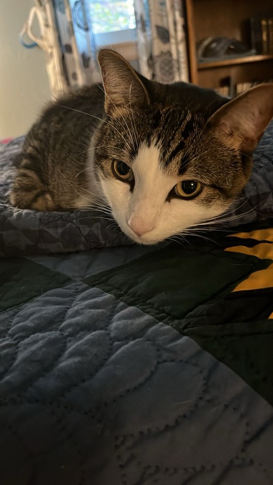 Grey tabby with white muzzle crouches in kittenish posture with innocent expression. You’d never know he’s a 14 pound monster who terrorizes his brother. 