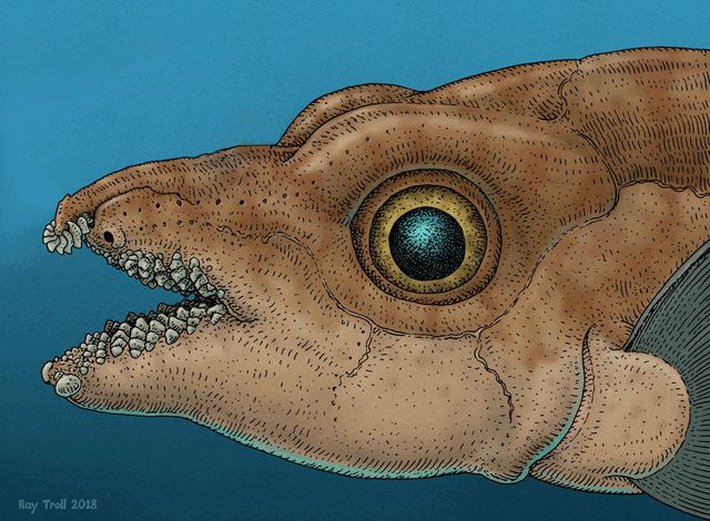 Our paper features fossil reconstruction art (of Helodus simplex) by Ray Troll - https://www.trollart.com/
