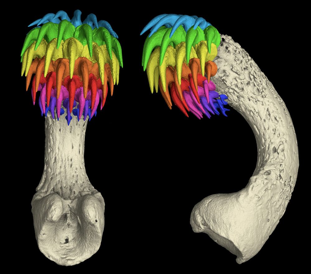CT scan of the head clasper (tenaculum) from the Spotted Ratfish (Hydrolagus colliei), compete with its rows of shark-like teeth! 