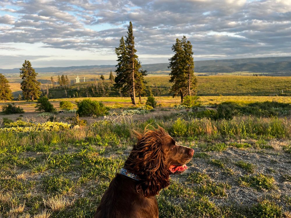 Springer spaniel surveys the view