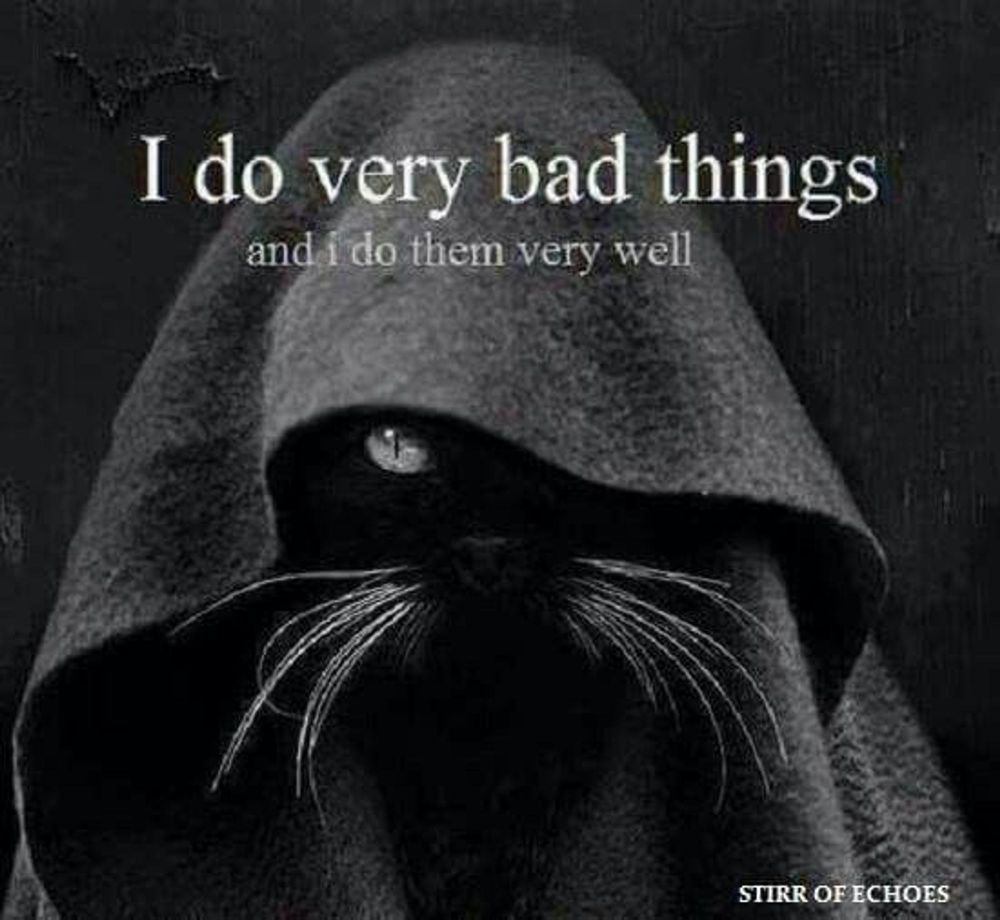 Black cat hidden by sweatshirt