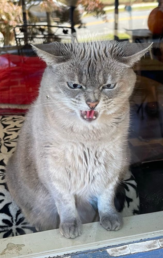 Angry cat hissing through a window 