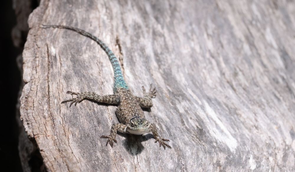 A blue tailed lizard on a log
