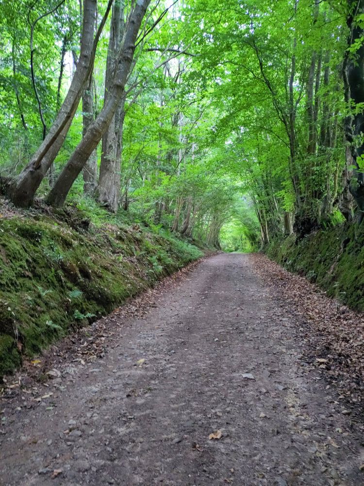 Chemin roulant forestier qui fait comme un portail pour qu'on ne voie pas le black rider arriver.