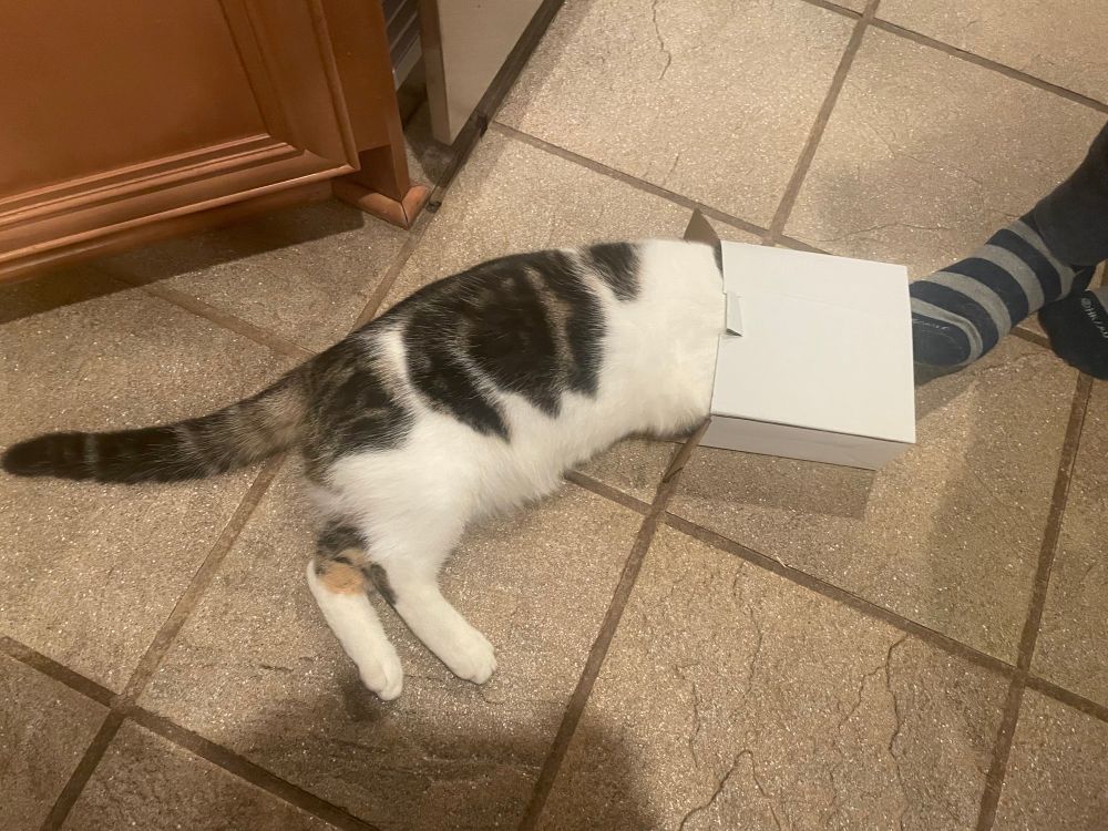 A big cat fitting into a small box.