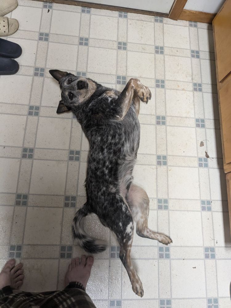 Blue, a teenage Blue Heeler, splayed out on a mostly white kitchen floor. His belly is proferred with his limbs adorably framing his pettable tum, his expression sweetly begging you to partake.