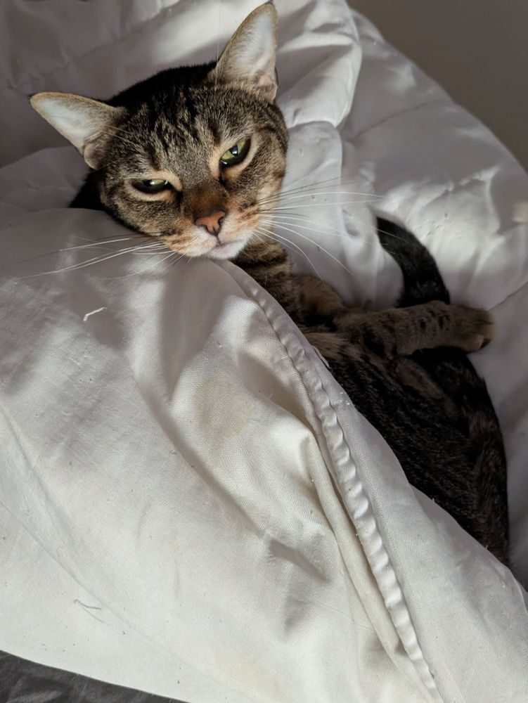 A brown domestic short haired cat lies partially covered by a white duvet, looks sleepy at the camera.
