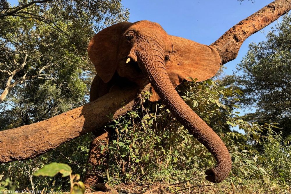 SHELDRICK WILDLIFE TRUST elephant against a tree with its long trunk stretched out like it’s waving in the wind