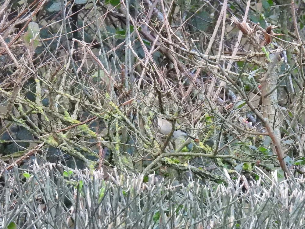 Initial view of Siberian Chiffchaff in twiggy hedge. Bird very small in image.