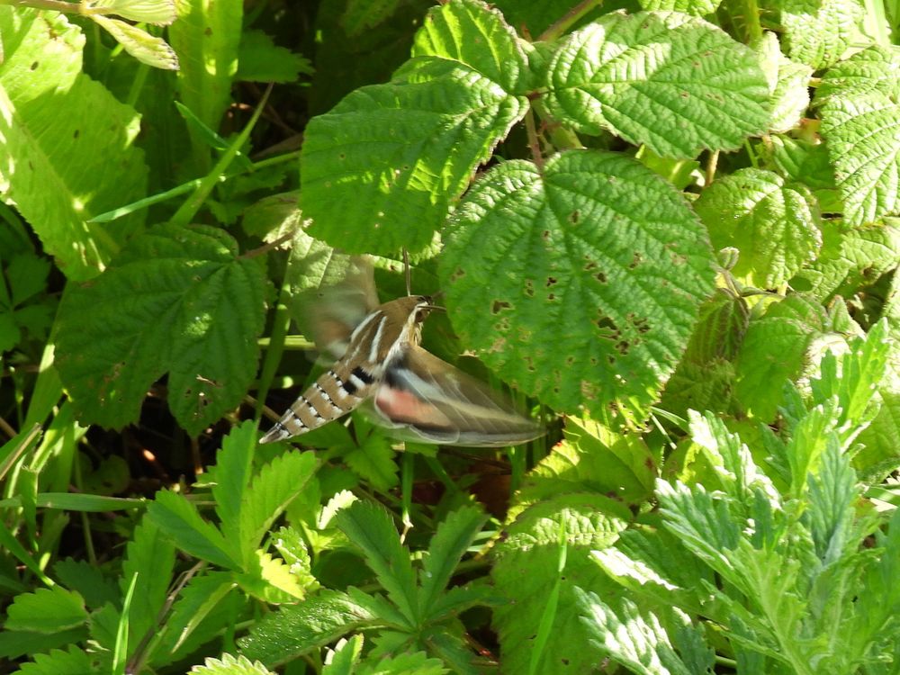 Striped Hawkmoth in low vegetation. Wings a bit blurry.