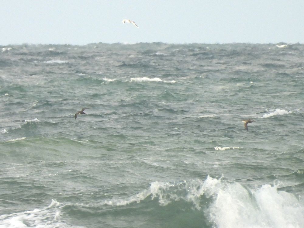2 Balearic Shearwaters in flight over a rough, blue-grey sea; a Black-headed Gull against the sky. All birds very small in the image.