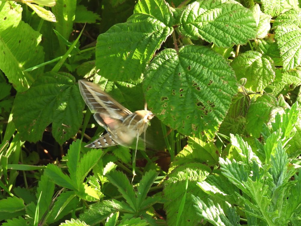 Striped Hawkmoth in low vegetation. Wings a bit blurry.