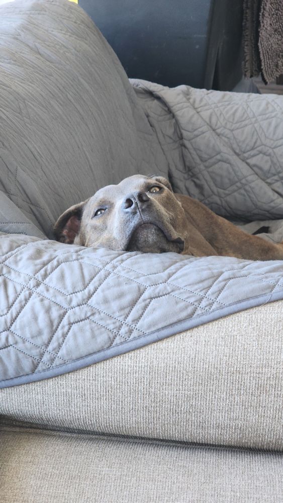 A pitmix dog laying with his his chin resting on the arm of a chair looking up at the camera. 