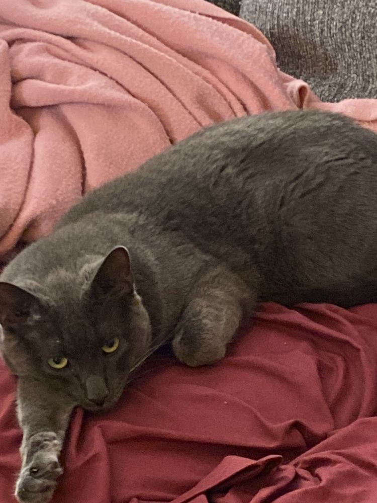 Picture of poster's cat, eyes open, lying restfully with right arm extended on a pink and burgundy fabric.